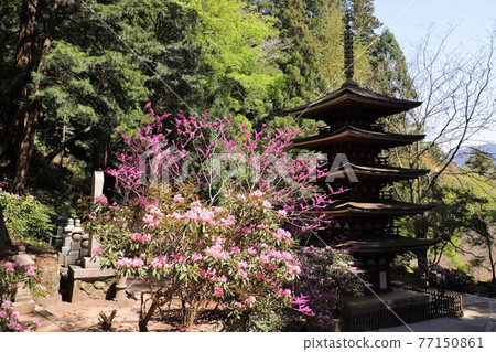 Kurosaki of Muroji Temple Kurosaki of Muroji Temple 77150861