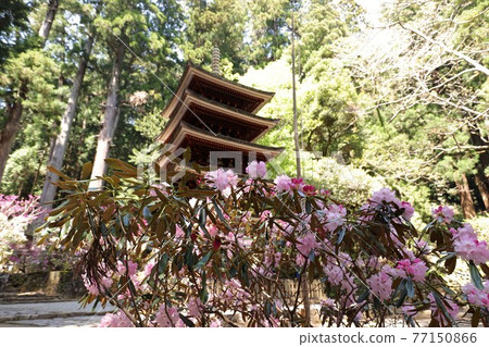 Kurosaki of Muroji Temple 77150866