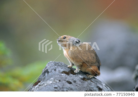 Ezonaki rabbit on the rock (Shikaoi Town, Hokkaido) 77150940