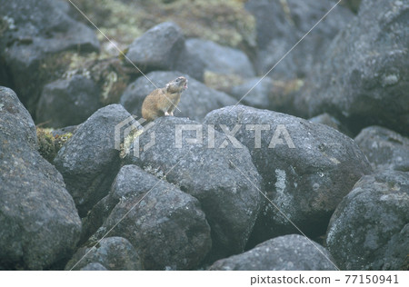 A pika crowing on a rock (Shikaoi, Hokkaido) 77150941