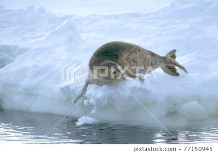 Spotted seal on drift ice (Shiretoko, Hokkaido) Spotted seal on drift ice (Shiretoko, Hokkaido) 77150945