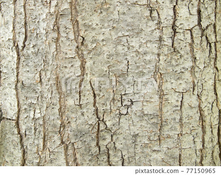 Tree bark texture 77150965