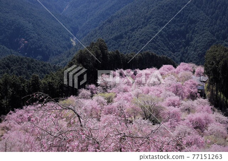 The weeping cherry tree of Senbon of Takami no Sato The weeping cherry tree of Senbon of Takami no Sato 77151263