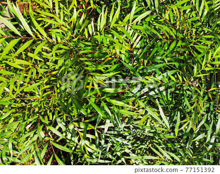 Grass background material Background Fresh green 77151392