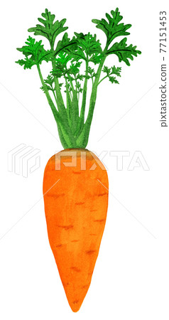 Orange carrot isolated with halm 77151453
