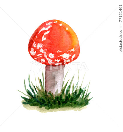 Amanita muscaria object isolated white background Amanita muscaria object isolated white background 77151461