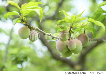 已經結果的小李子果實 77151578