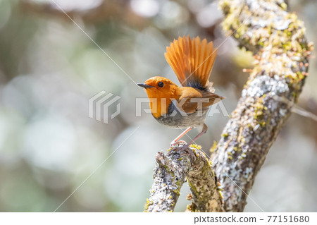 Comodri Comodri 77151680