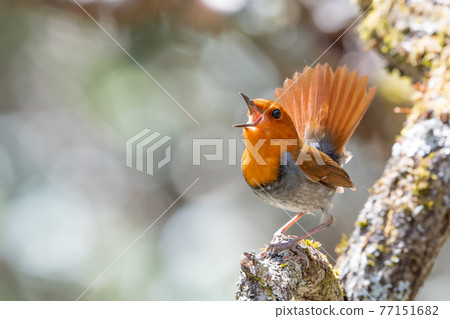 羅賓斯 羅賓斯 77151682