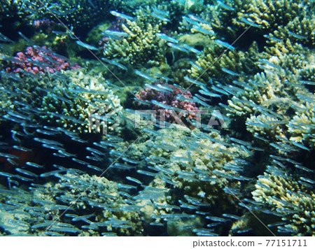 coral reef in Red Sea 77151711