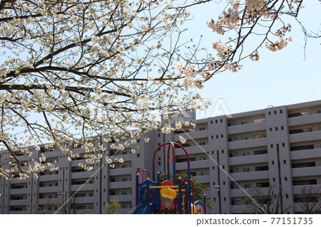 Sakura blooming city park 77151735