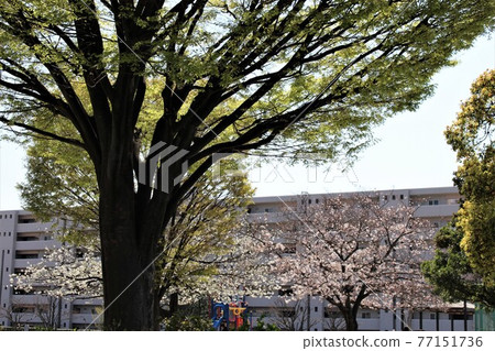Sakura blooming city park 77151736