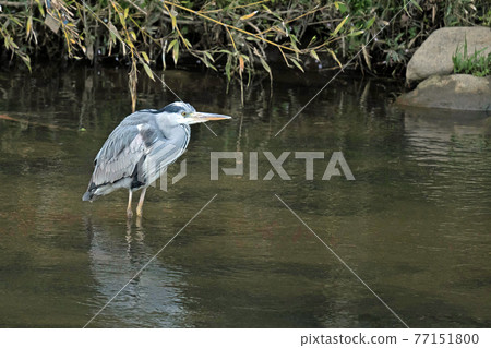 站立在河的灰色蒼鷺 77151800