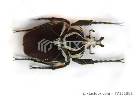 big bug isolated 77151891