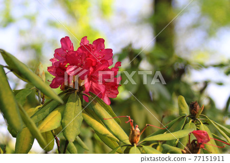 rhododendron flower in the green park rhododendron flower in the green park 77151911