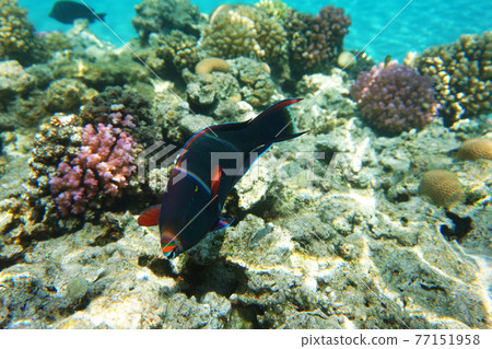 coral reef in Red Sea coral reef in Red Sea 77151958