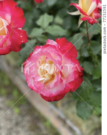 A rose named Double Delight A rose named Double Delight 77152591