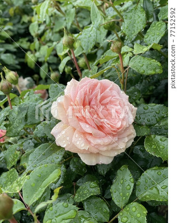 Rose named Gemini Rose named Gemini 77152592