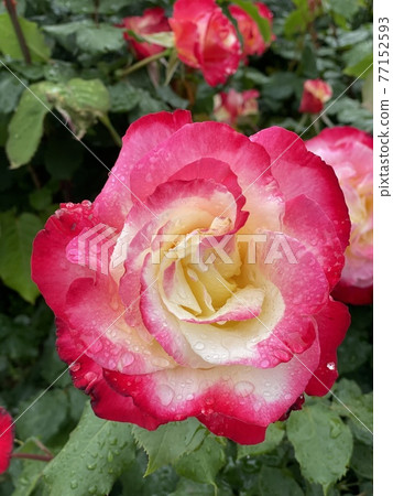 A rose named Double Delight 77152593