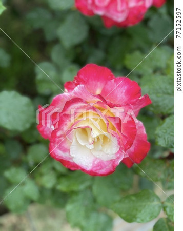 一朵名叫雙喜的玫瑰 77152597