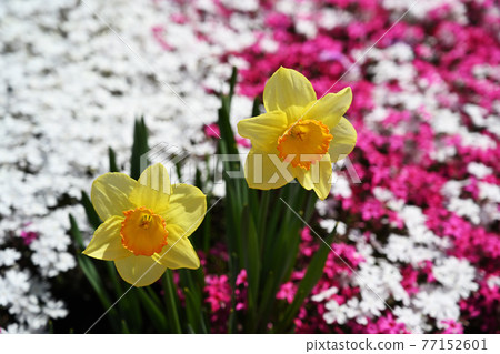 Narcissus and mushrooms Narcissus and mushrooms 77152601