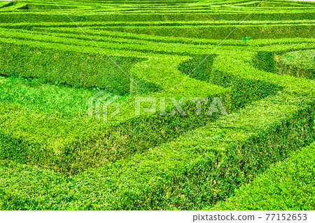 green hedgerow garden 77152653