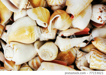 sea shells texture sea shells texture 77153021