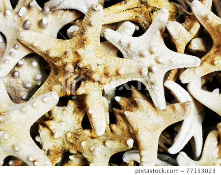 sea star souvenirs collection sea star souvenirs collection 77153023