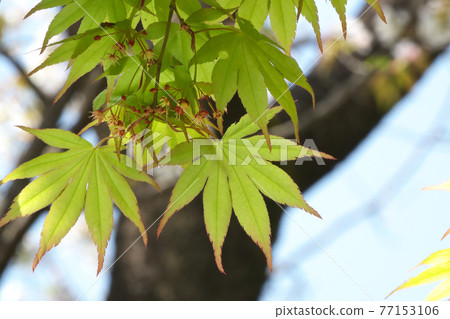 Young leaves and flowers of Acer amoenum March 77153106