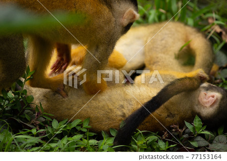 Squirrel monkey Squirrel monkey 77153164