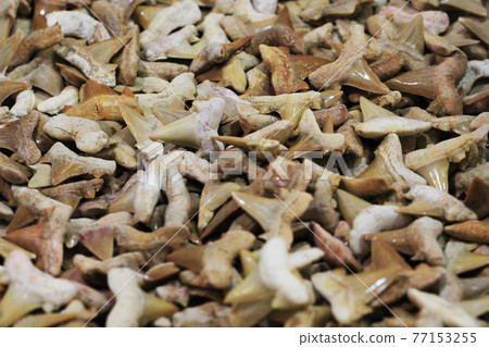 shark teeth fossil collection 77153255