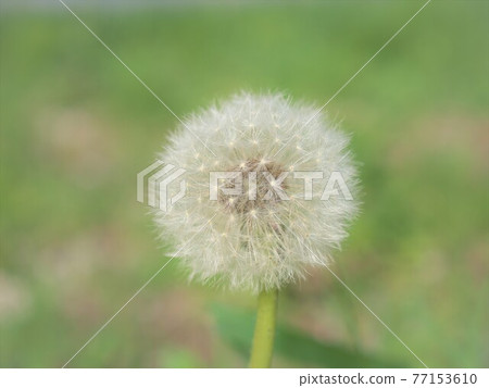 Fluffy dandelions Fluffy dandelions 77153610