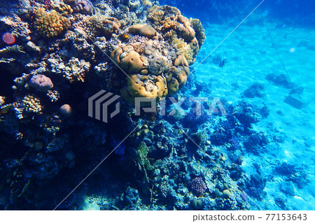 coral reef in Red Sea coral reef in Red Sea 77153643