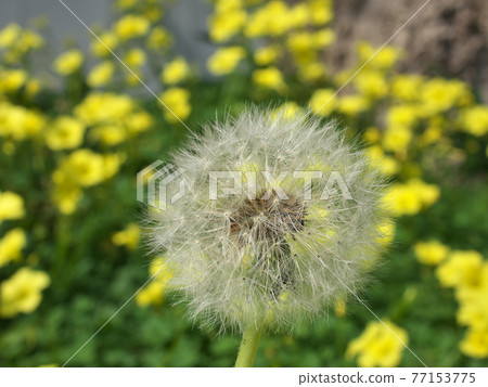 Fluffy dandelions Fluffy dandelions 77153775
