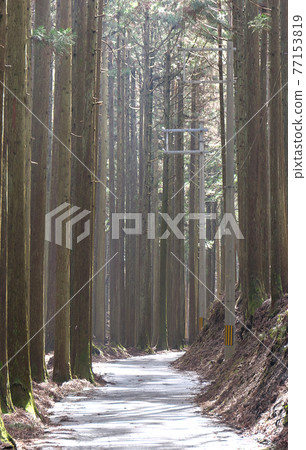 National highway No. 477 running through the cedar forest near the Momoi Pass, a scene that you can do even in the sunlight through the valley National highway No. 477 running through the cedar forest near the Momoi Pass, a scene that you can do even in the sunlight through the valley 77153819