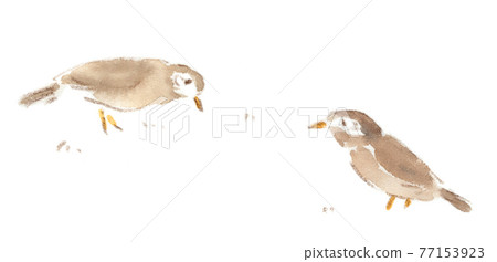 Watercolor illustration of starlings poking the soil in search of food Watercolor illustration of starlings poking the soil in search of food 77153923