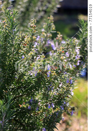 A butterfly with purple flowers fascinated by rosemary in full bloom A butterfly with purple flowers fascinated by rosemary in full bloom 77154019