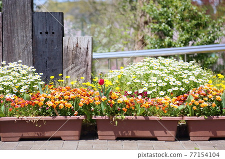 Spring flower bed Spring flower bed 77154104