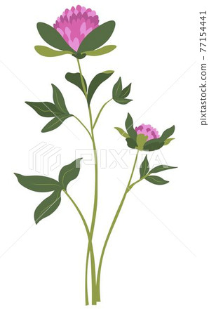 Clover flower with leaves and flourishing petals Clover flower with leaves and flourishing petals 77154441