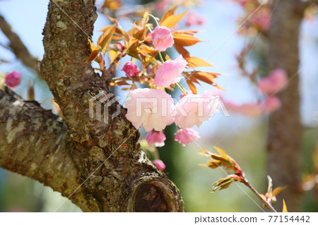 Yae Sakura no Hana Hanagasa Yae Sakura no Hana Hanagasa 77154442