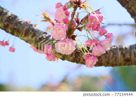 Yae Sakura no Hana Hanagasa 77154444