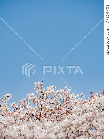 Spring in full bloom cherry blossoms against the blue sky 77154702