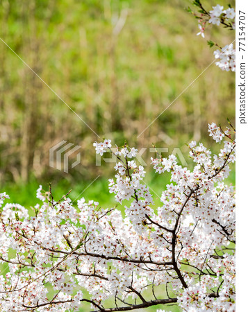 在盛開的櫻花的春天以新鮮的綠色為背景 77154707