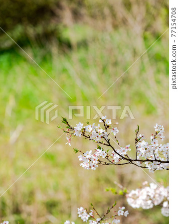 在盛開的櫻花特寫鏡頭的春天 77154708