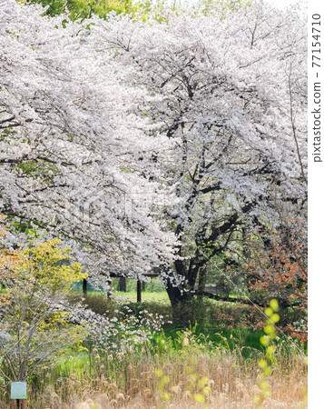 春天盛開的櫻花 77154710