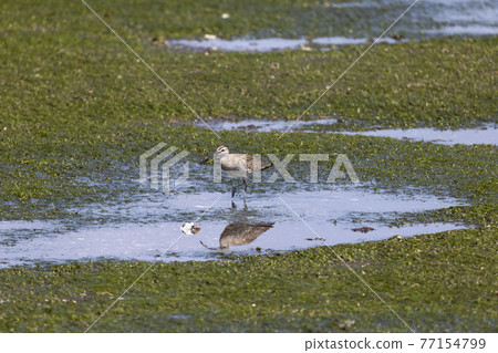 杓鷸 杓鷸 77154799