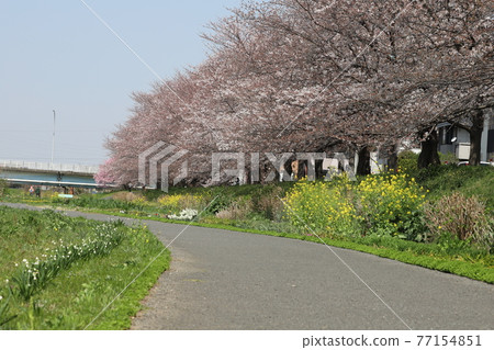 A row of cherry blossom trees in the former Arakawa Riverbed Park in Saitama Prefecture, Japan in spring 77154851