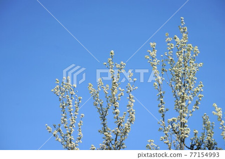 一棵紅松樹的花 一棵紅松樹的花 77154993