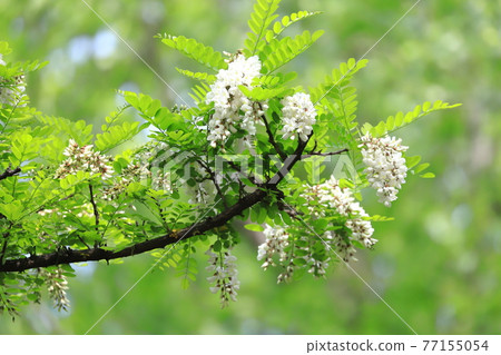 Harienju花和芽（刺槐） 77155054