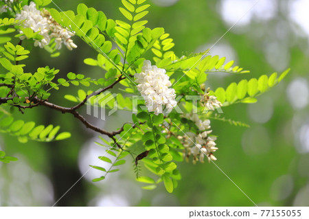Harienju flowers and buds (black locust) 77155055